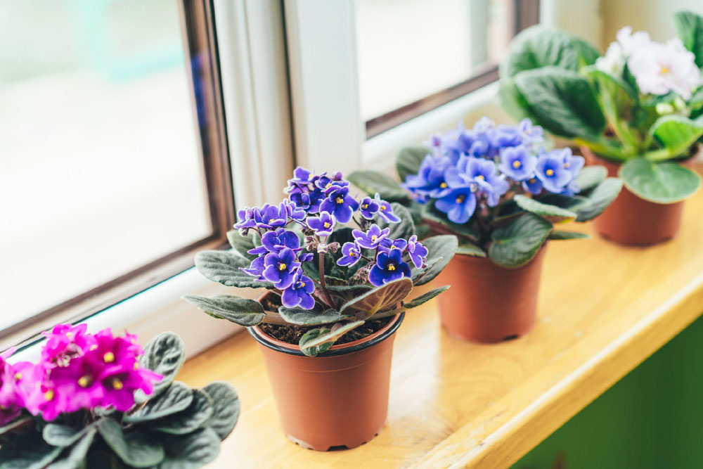 African Violet Country Living Mag