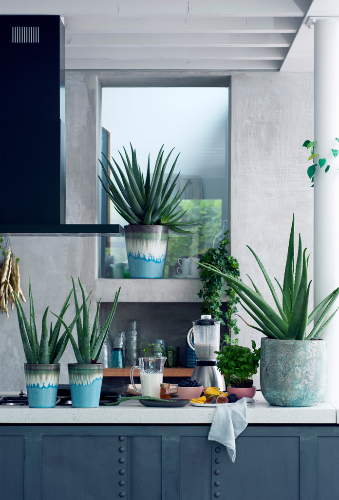 Aloe 4