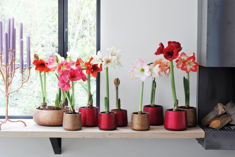Amaryllis 1 court FCH
