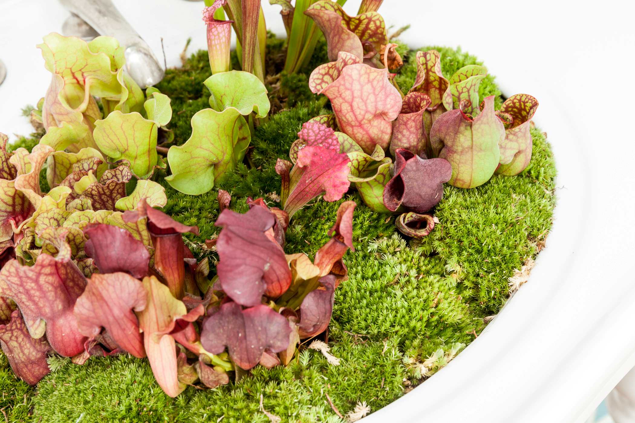 1 OpenGreenHs SpecEvent