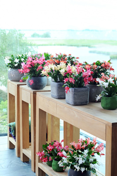 Christmas cactus FCH lr