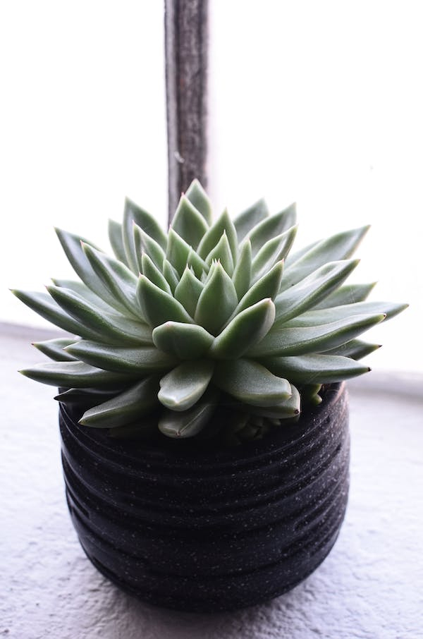 Echeveria via Pexel