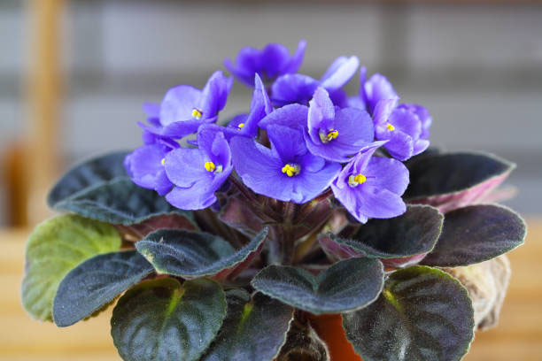 Pexel African Violet