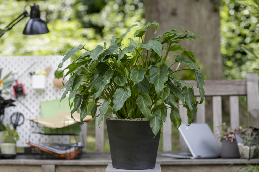 Philodendron