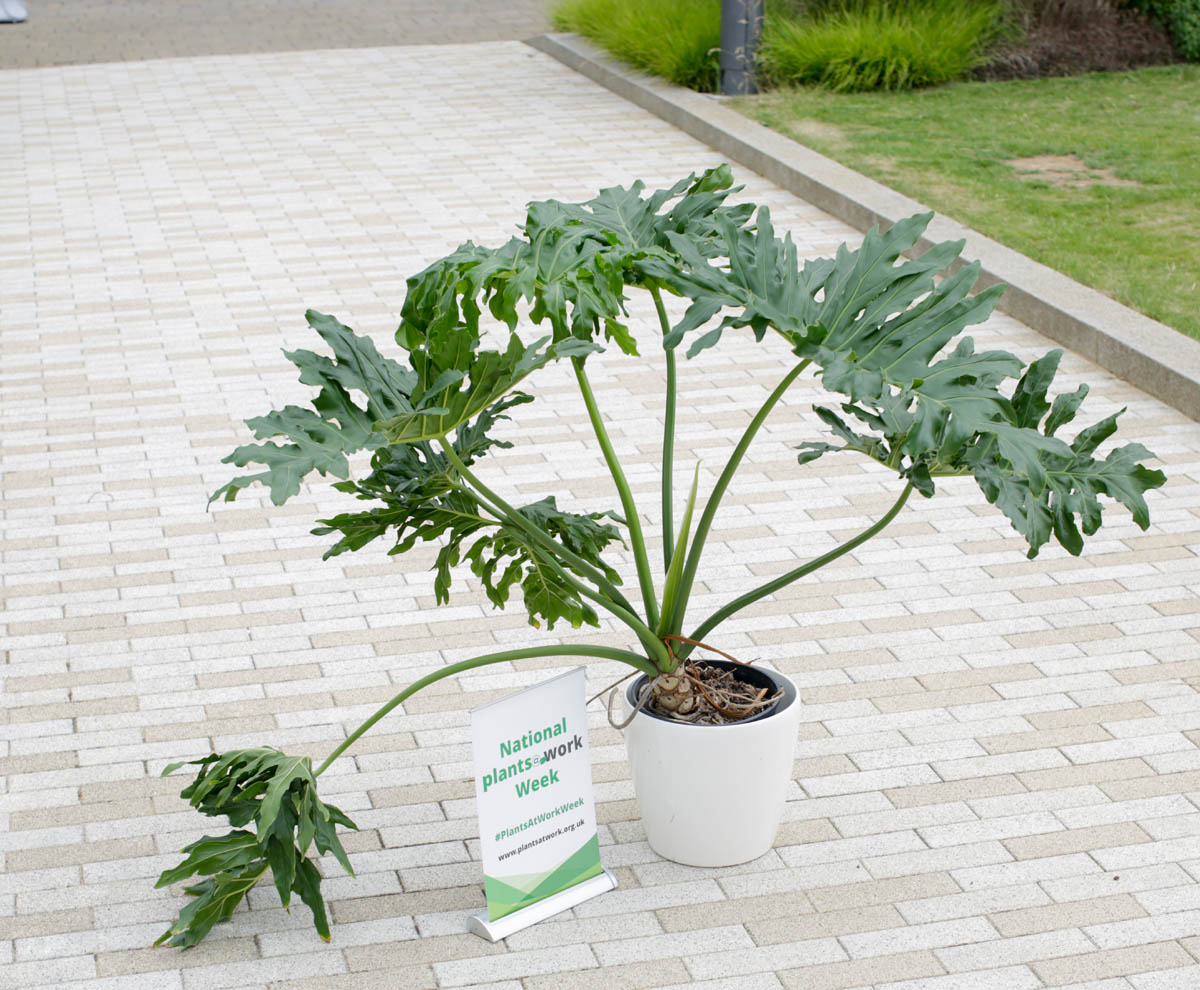 Philodendron LR