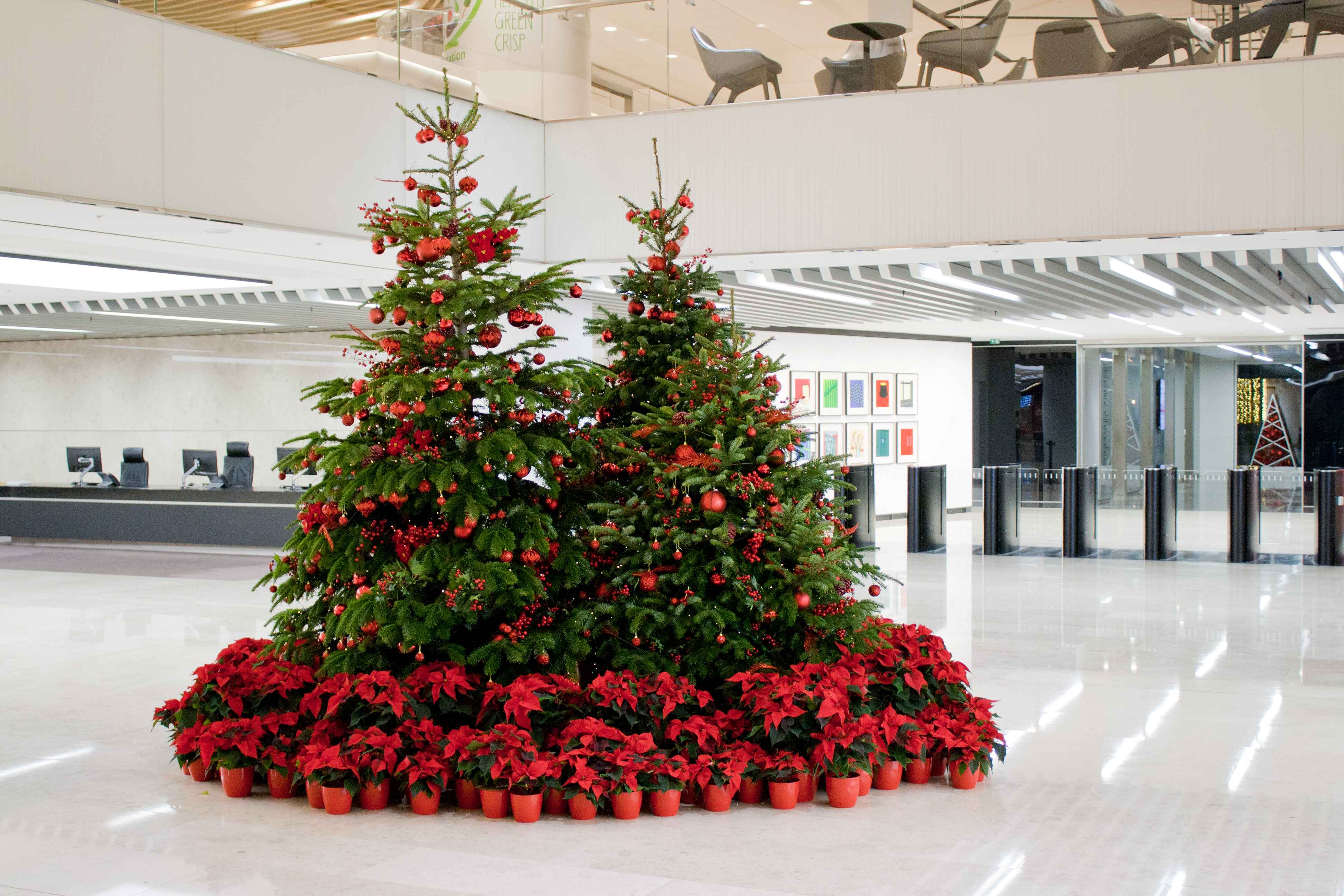 Picture 10 Xmas 2018 Live Trees with Poinsettias1