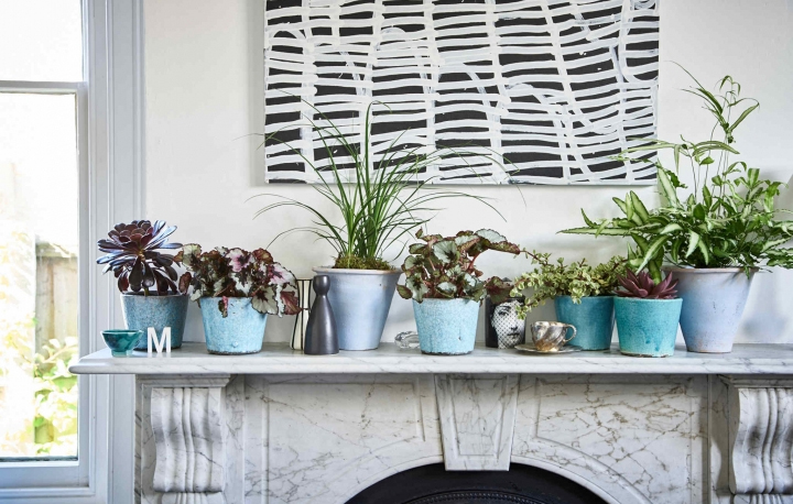 Plants for home