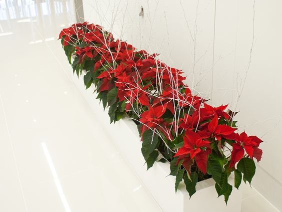Poinsettias igd