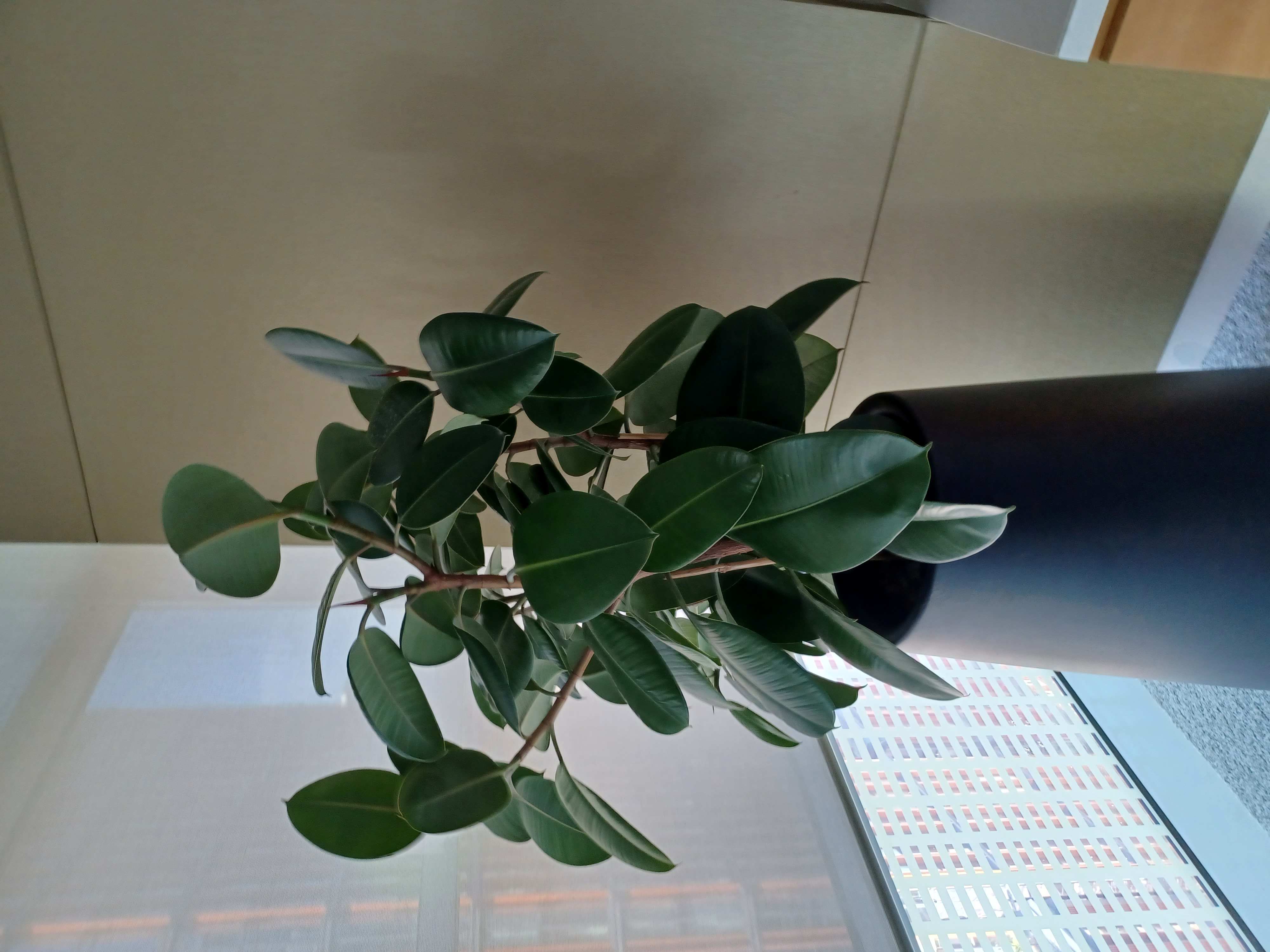 Pinsent Mason interior pot