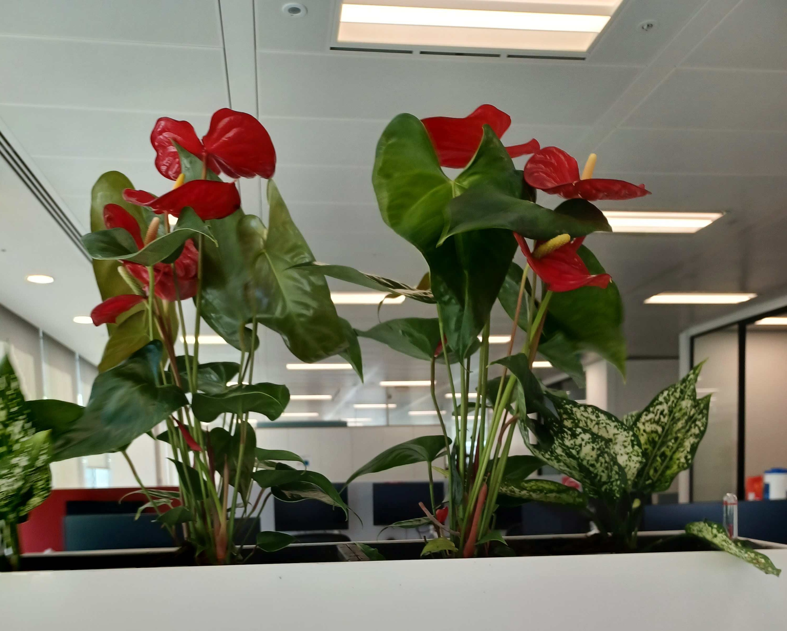 Pinsent Mason interior trough 2