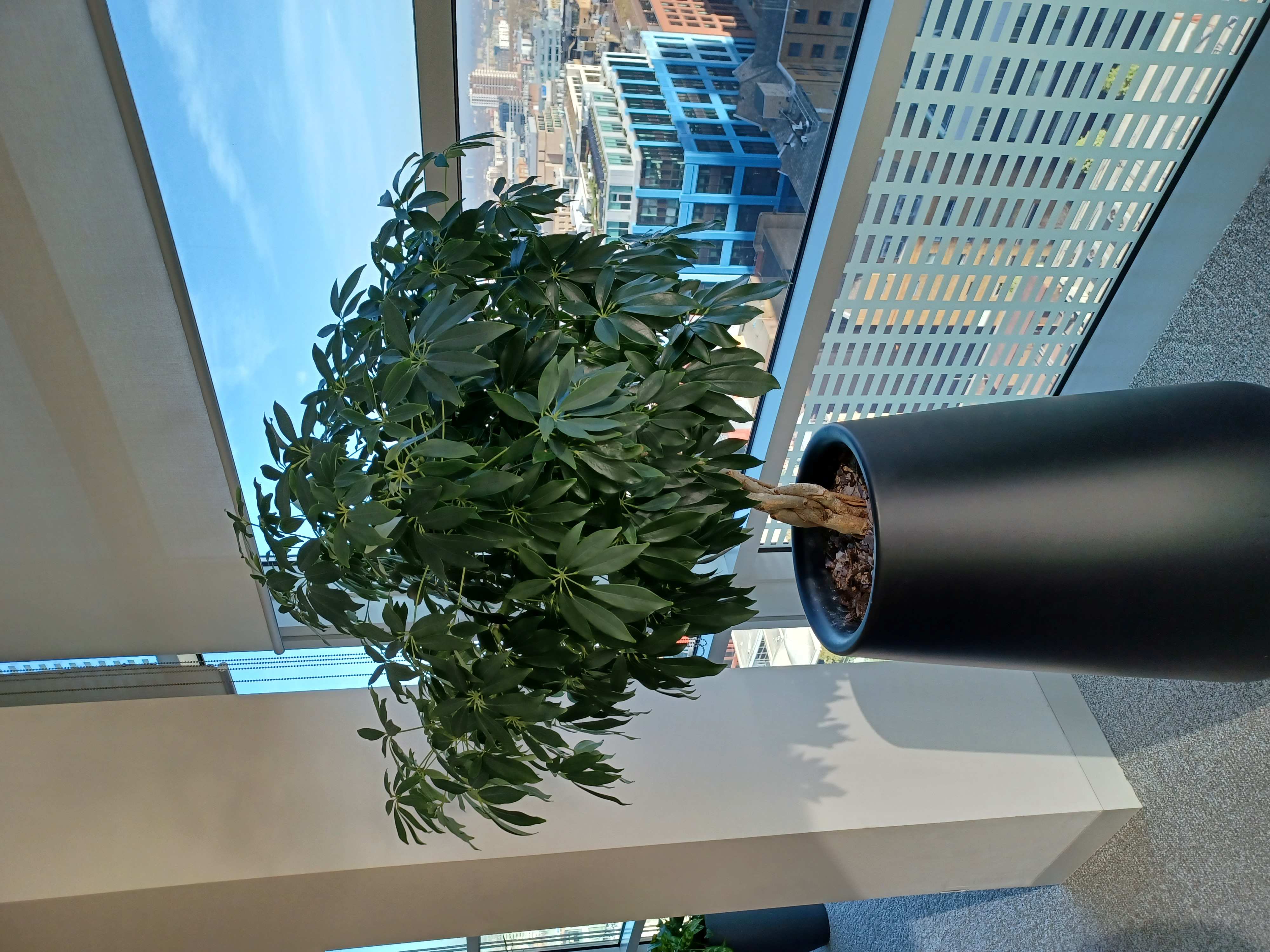 Pinsent Mason potted interior