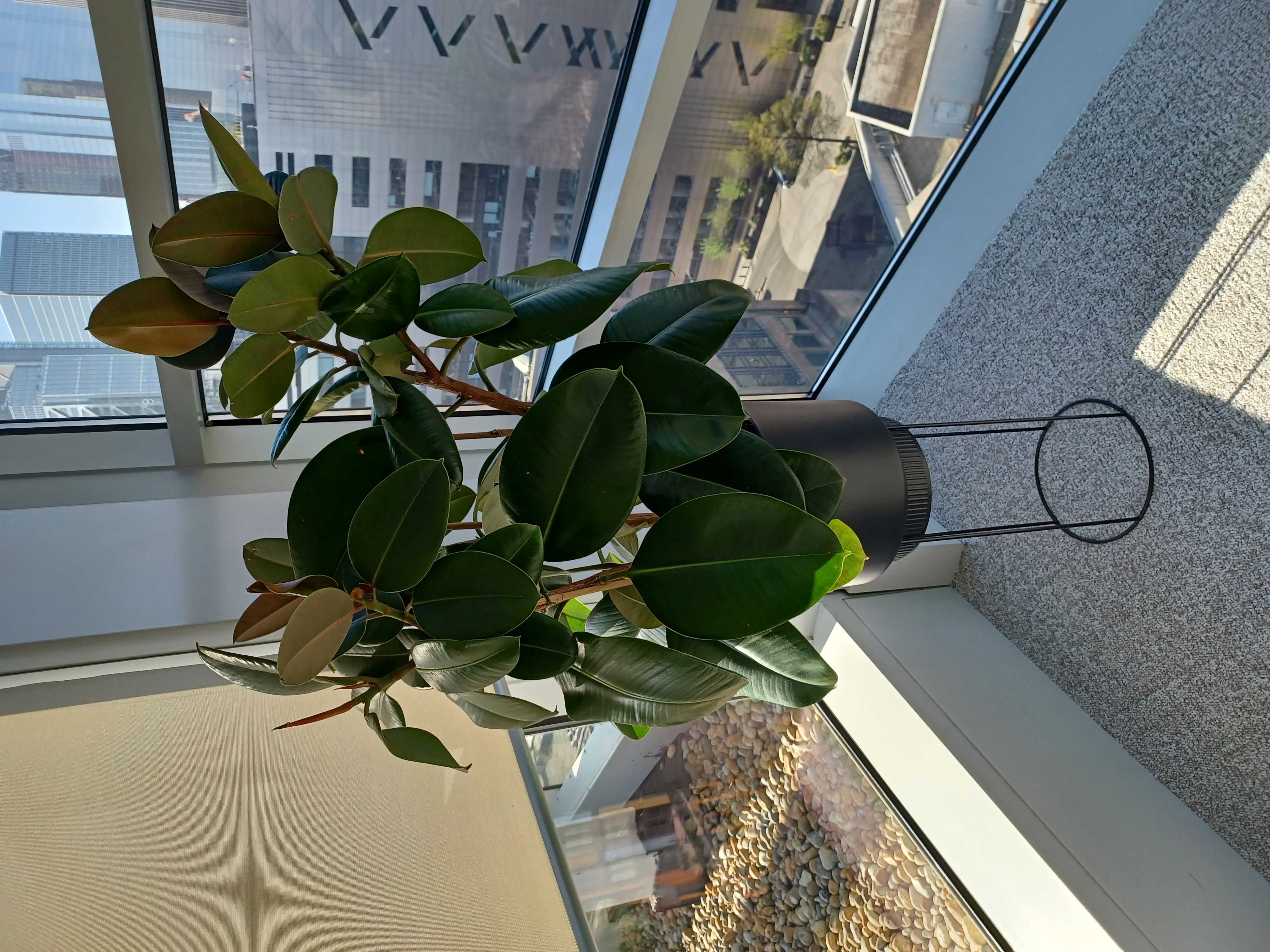 Pinsent Mason round leaf pot