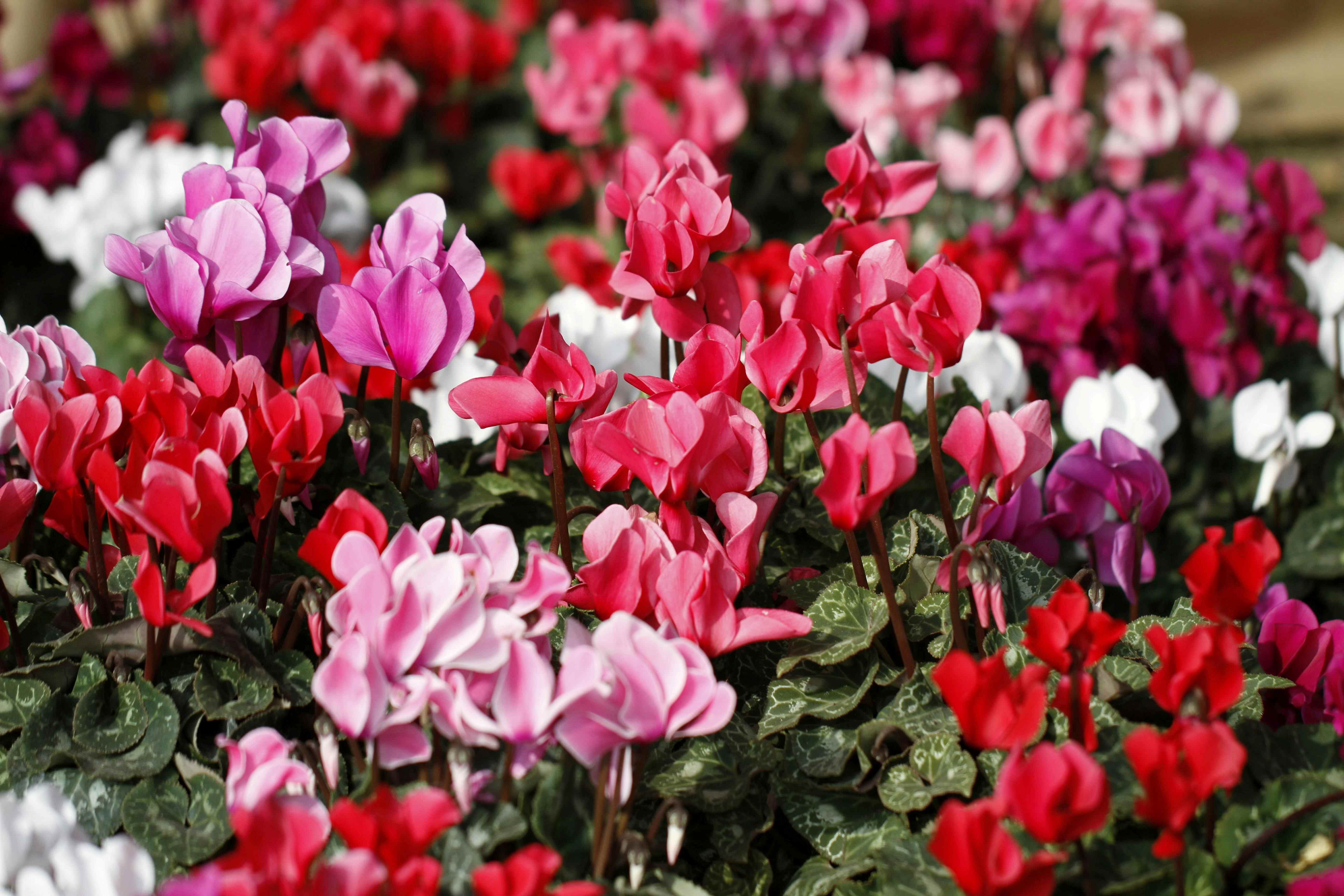 cyclamen 200