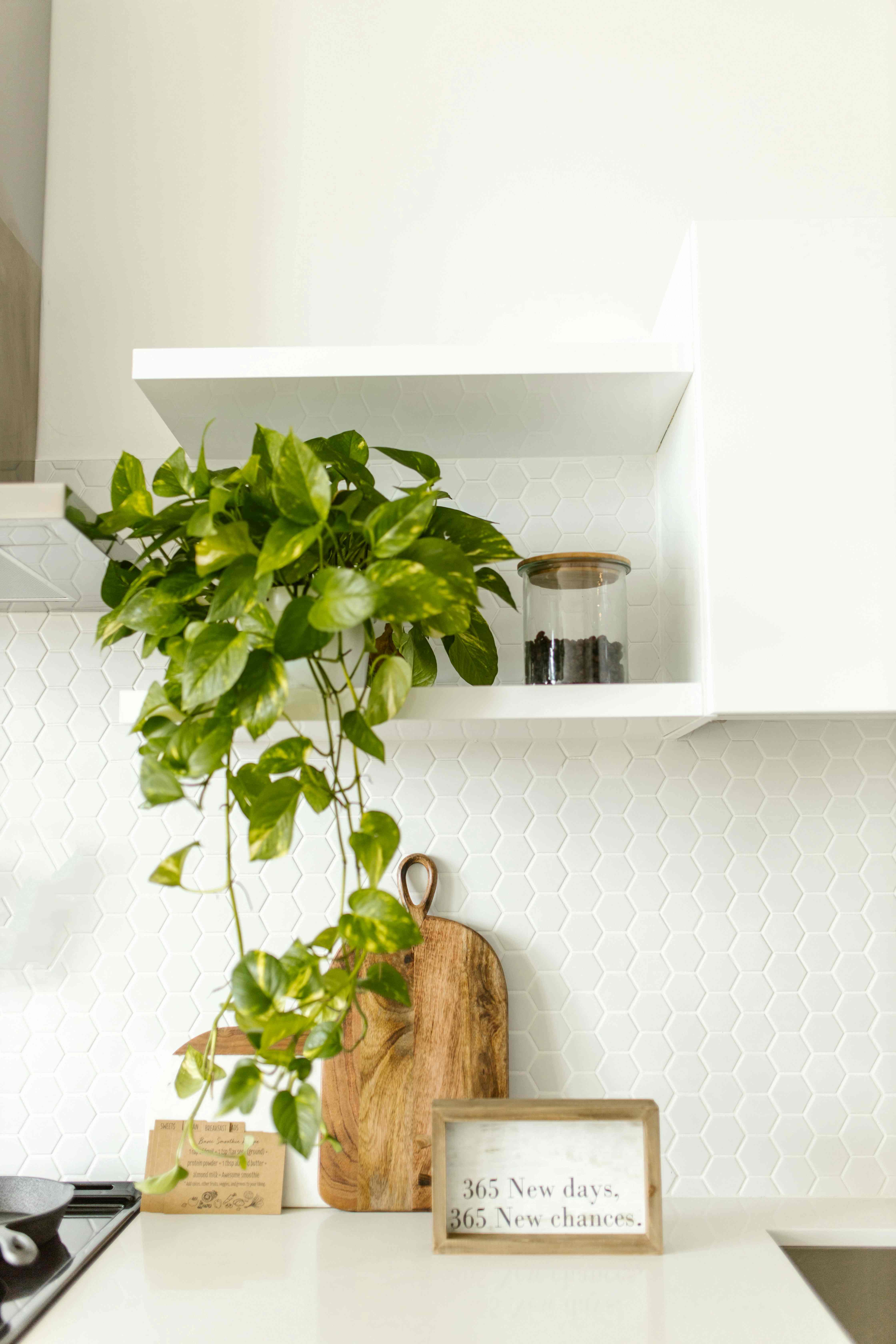 pothos