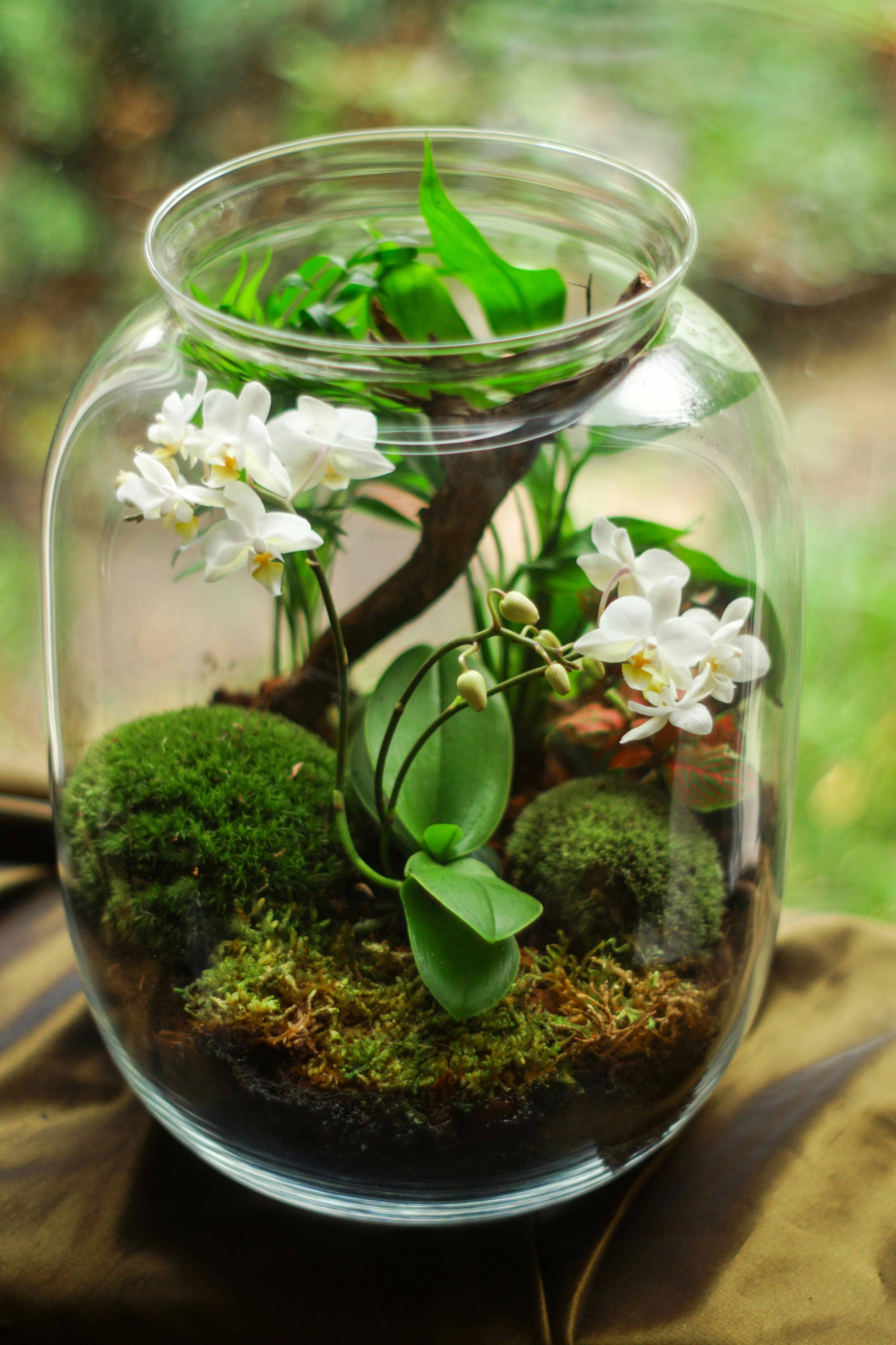 terrarium